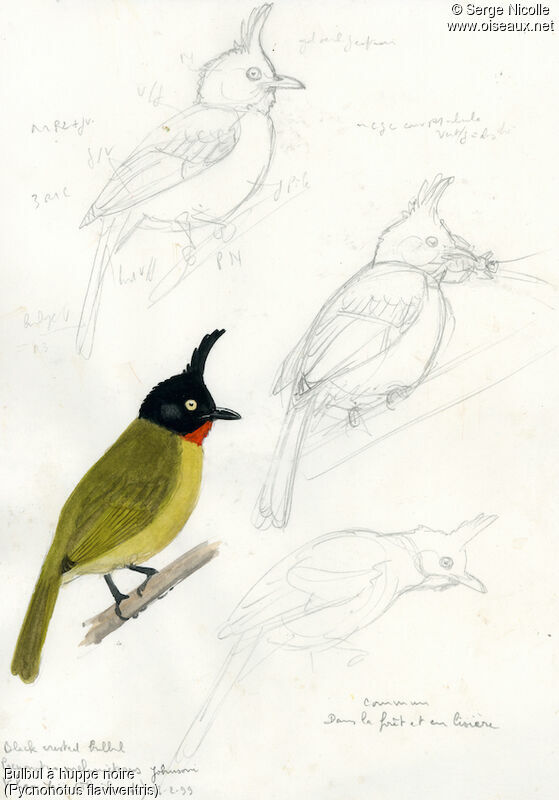 Black-crested Bulbul, identification