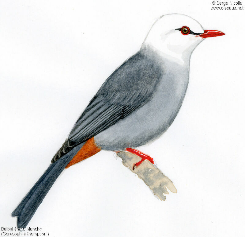 White-headed Bulbul, identification