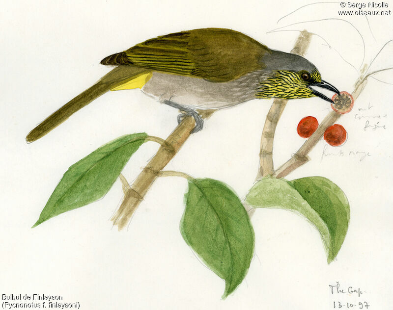 Stripe-throated Bulbul, identification