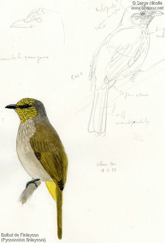 Stripe-throated Bulbul, identification