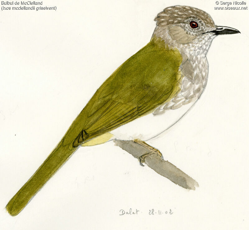 Mountain Bulbul, identification