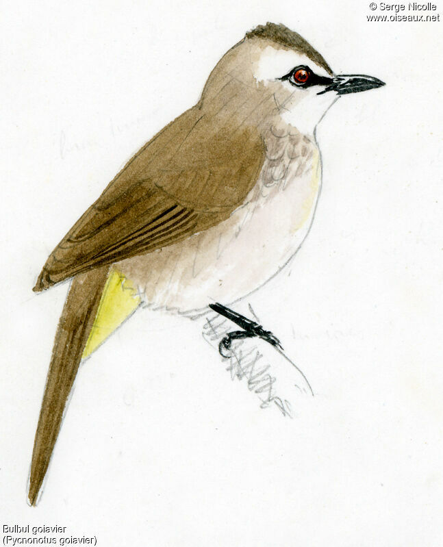 Yellow-vented Bulbul, identification