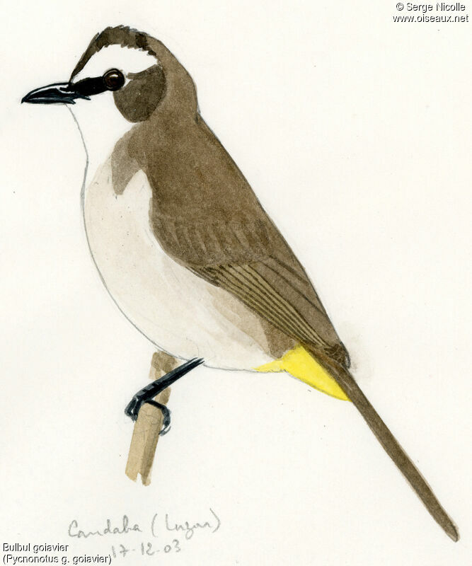 Bulbul goiavier, identification