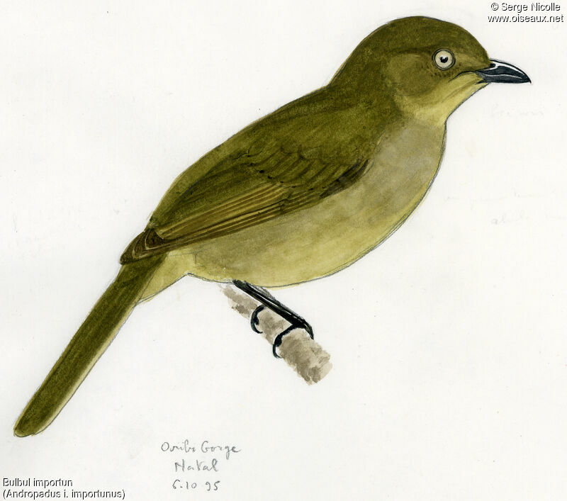 Sombre Greenbul, identification