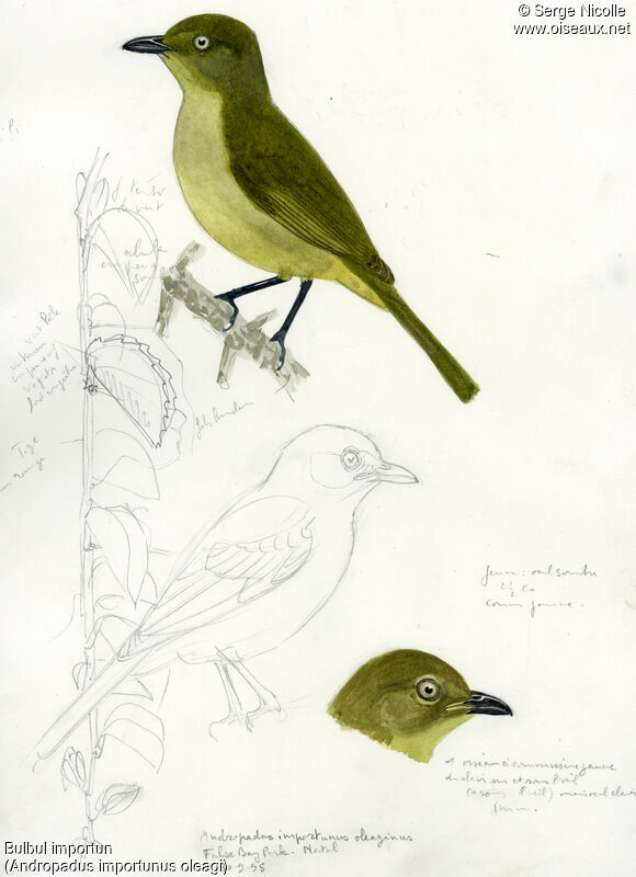 Sombre Greenbul, identification