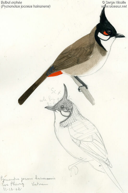 Red-whiskered Bulbul, identification