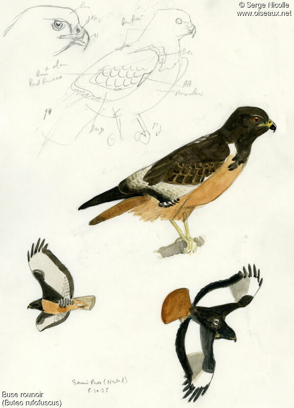 Jackal Buzzard, identification