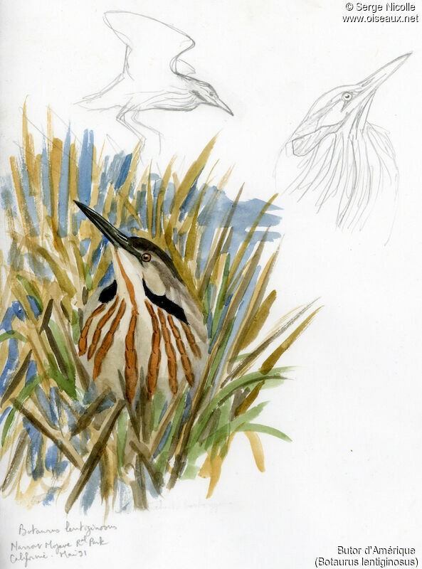 American Bittern, identification