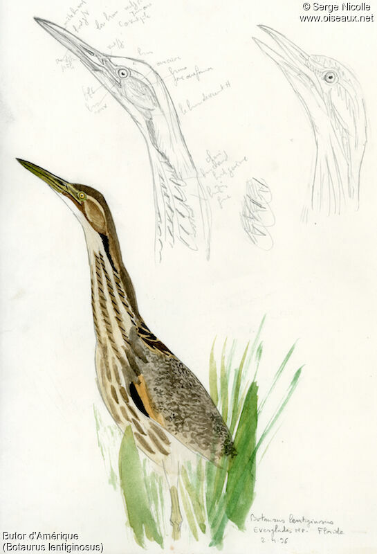 American Bittern, identification