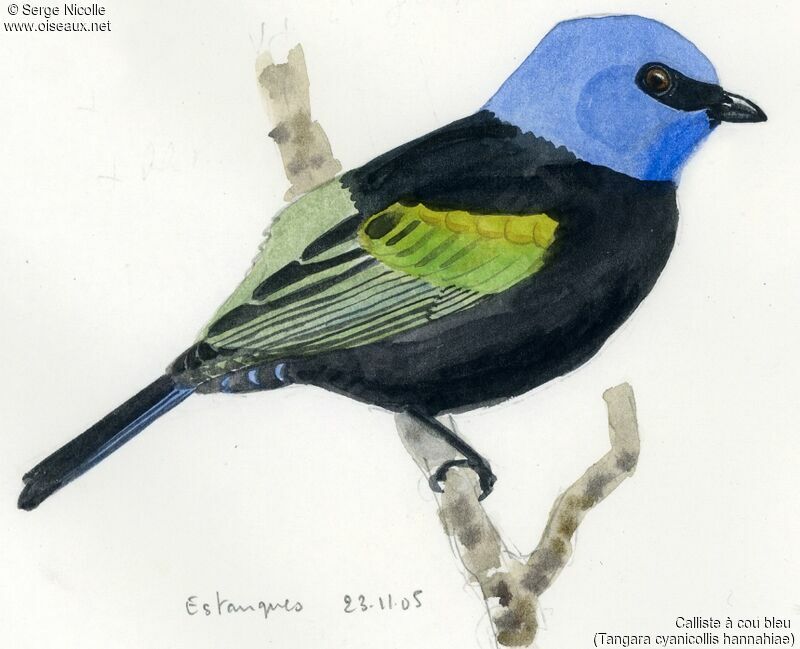 Blue-necked Tanager, identification