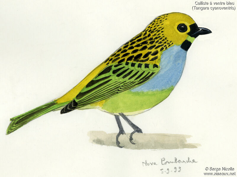 Gilt-edged Tanager, identification