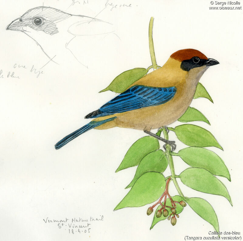 Lesser Antillean Tanager, identification