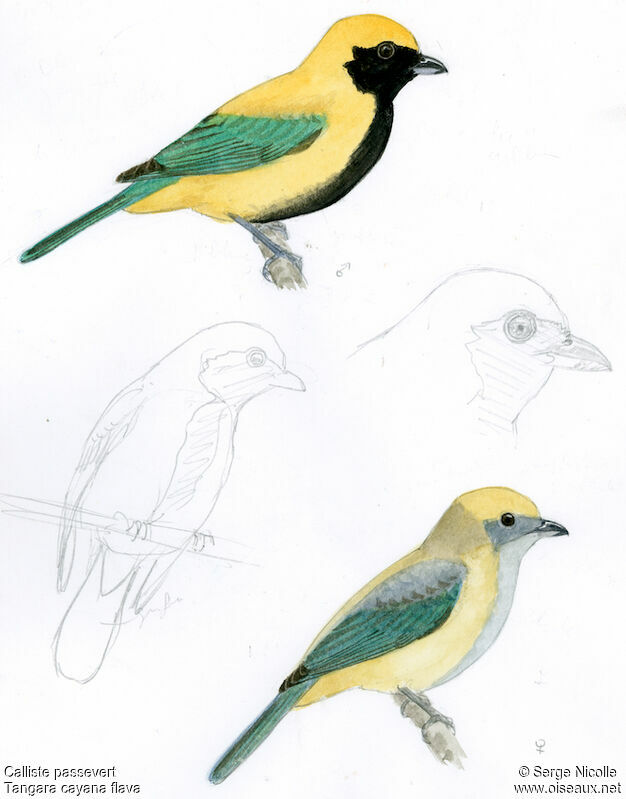 Burnished-buff Tanager , identification