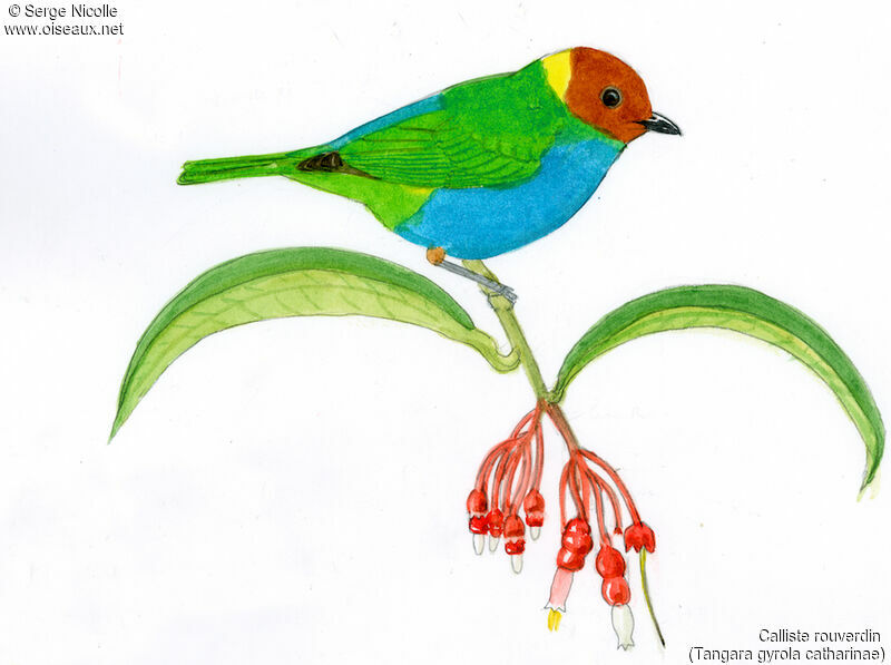 Bay-headed Tanager, identification