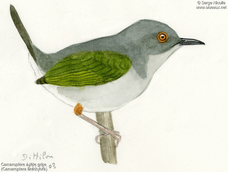 Green-backed Camaroptera, identification