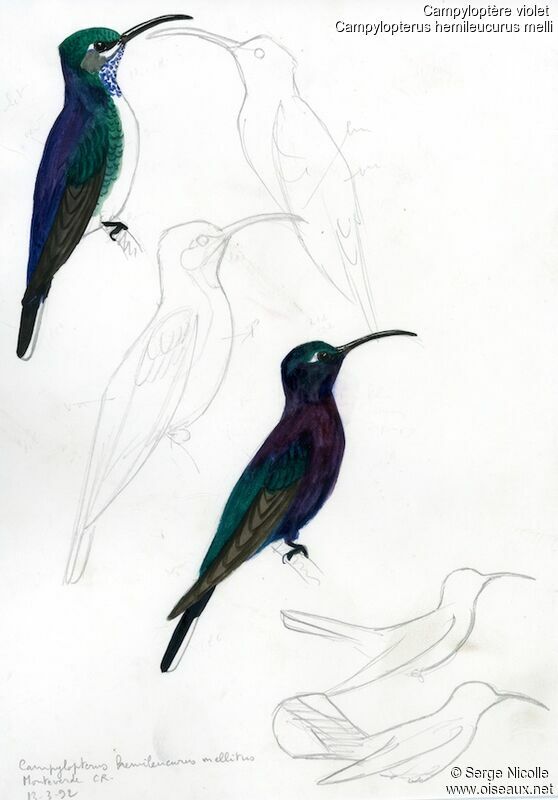 Violet Sabrewing, identification