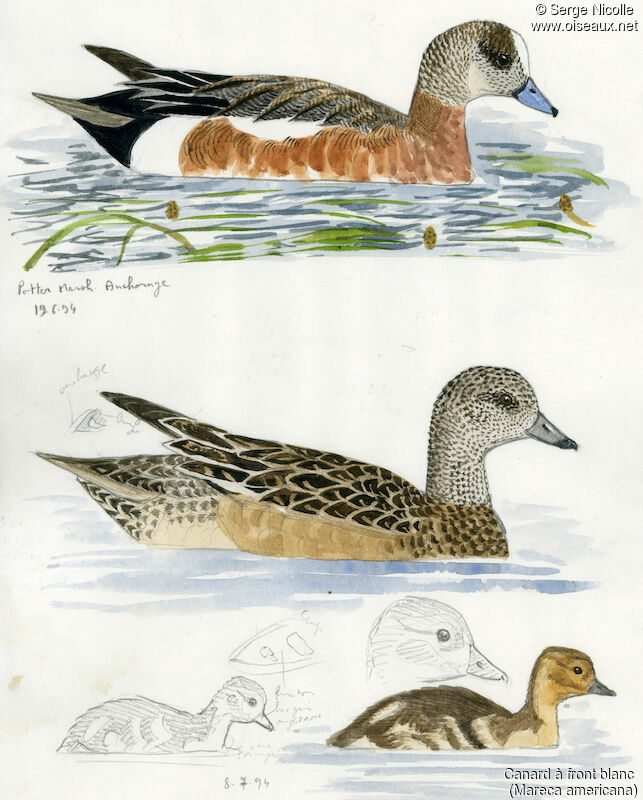 American Wigeon , identification