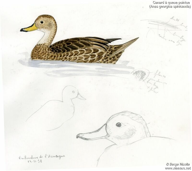 Yellow-billed Pintail, identification