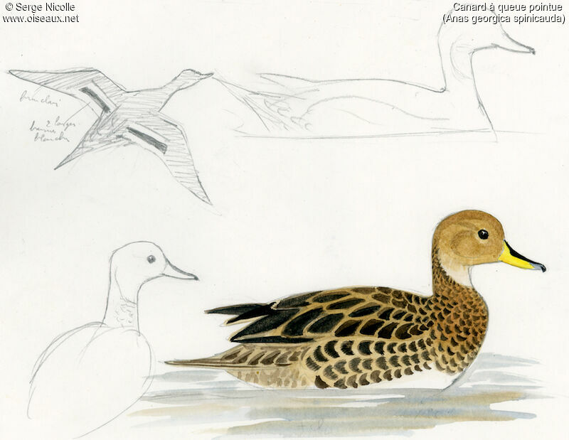 Yellow-billed Pintail, identification