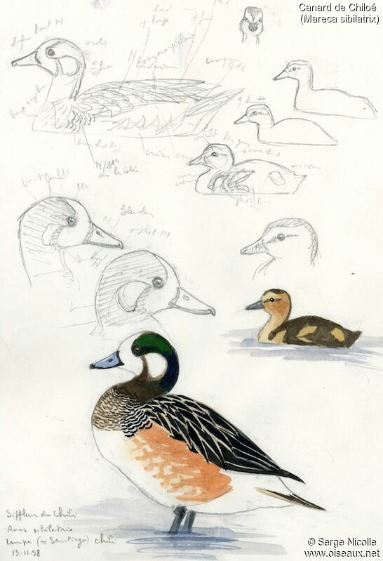 Chiloe Wigeon, identification