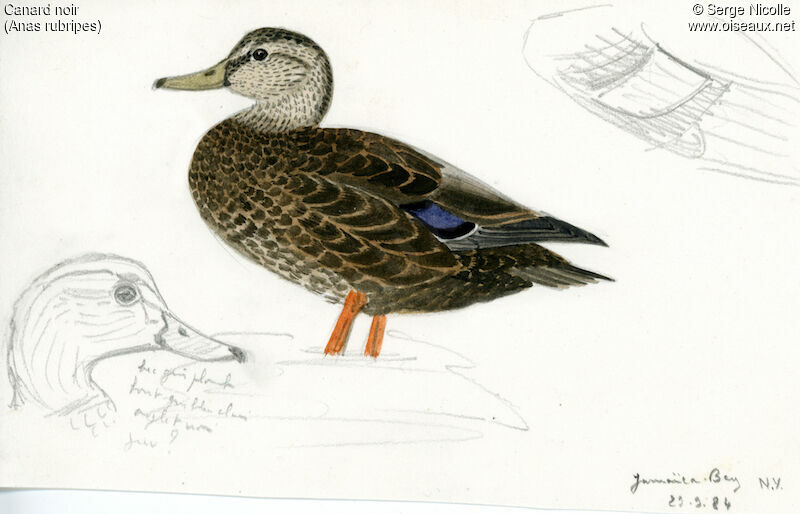 American Black Duck, identification