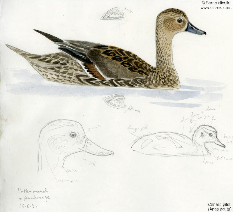 Northern Pintail female adult, identification