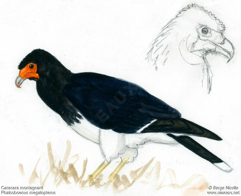 Caracara montagnard, identification