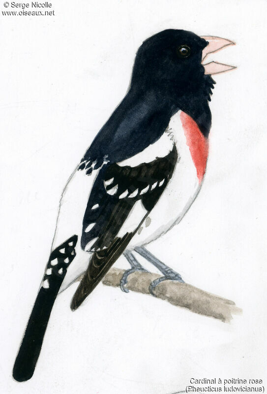 Rose-breasted Grosbeak, identification