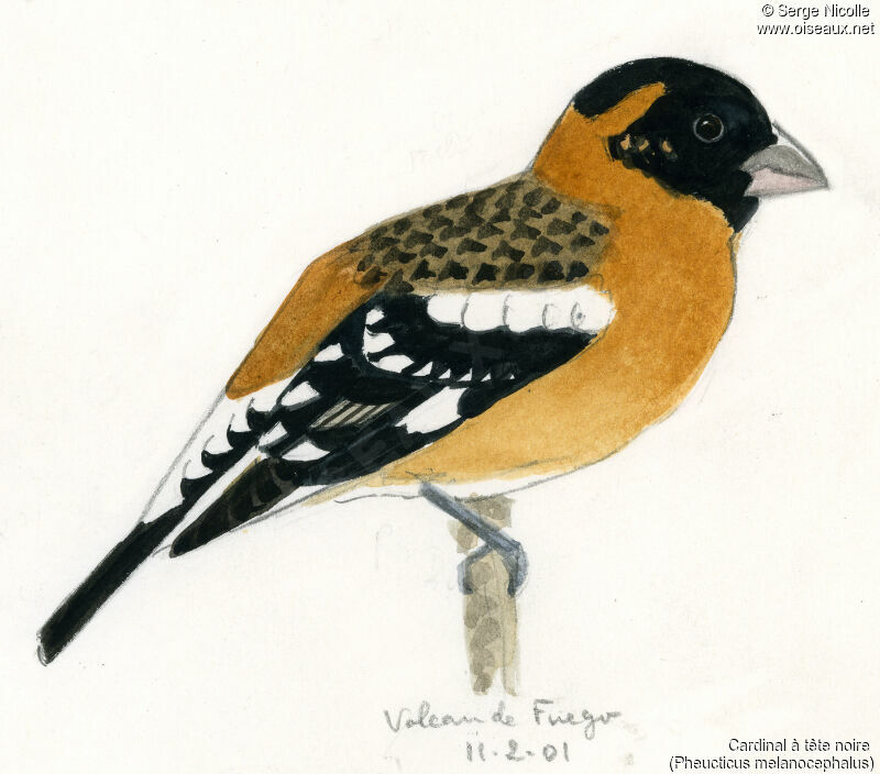 Black-headed Grosbeak, identification