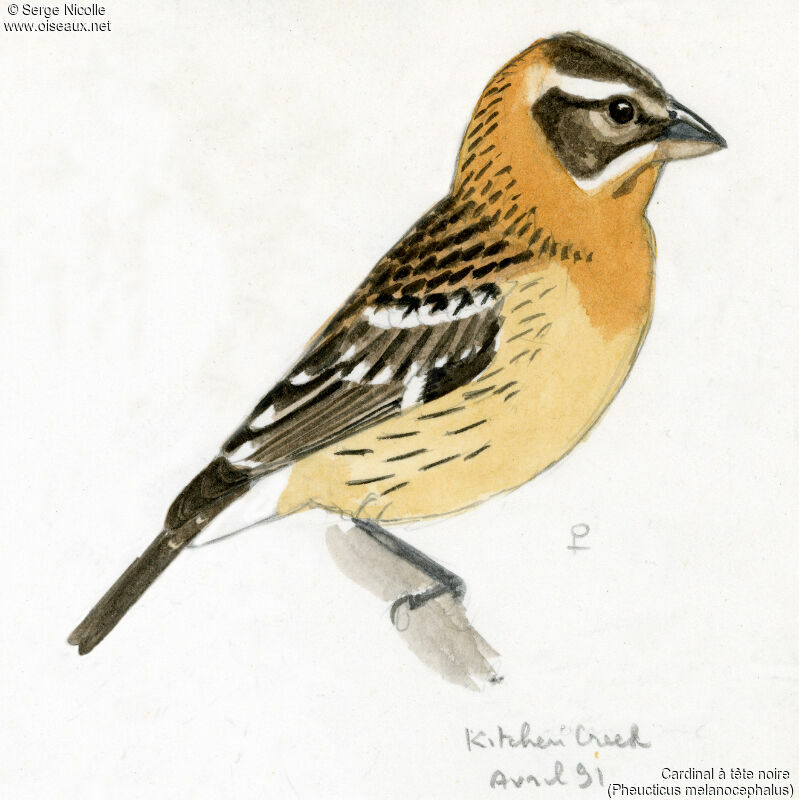 Black-headed Grosbeak female, identification