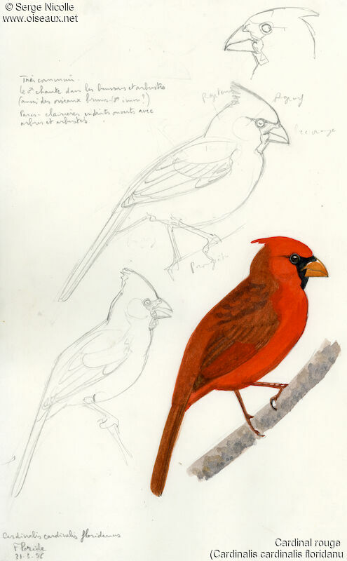 Cardinal rouge, identification