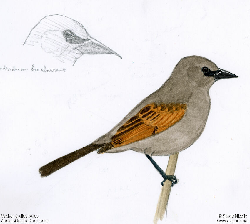 Greyish Baywing