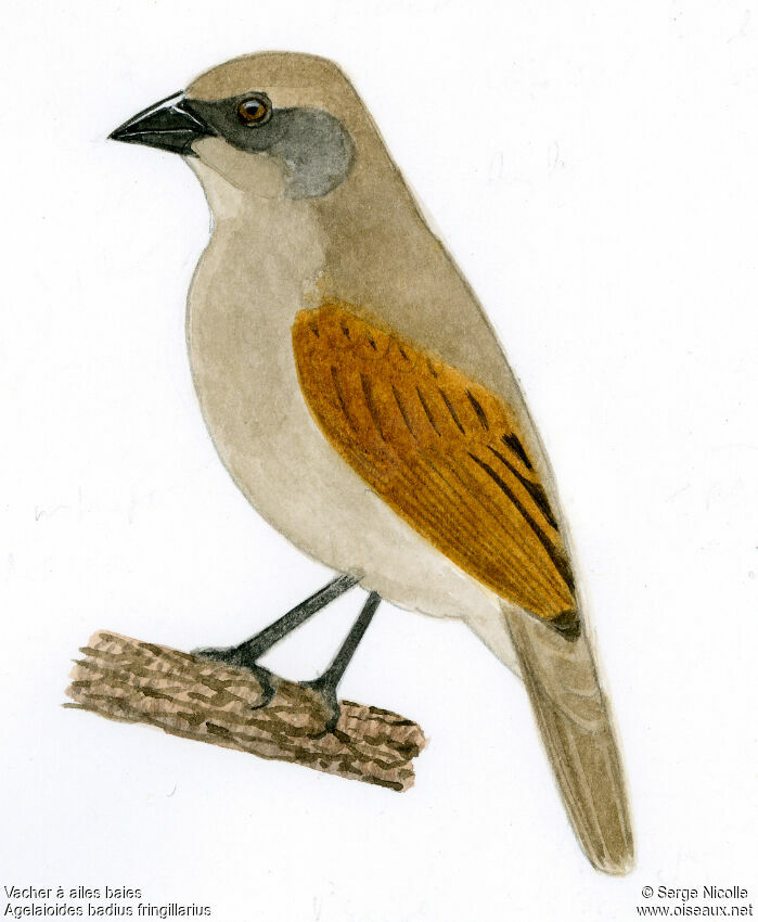 Greyish Baywing