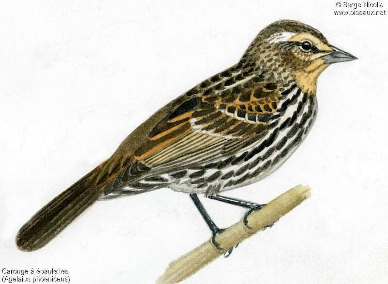 Red-winged Blackbird female, identification