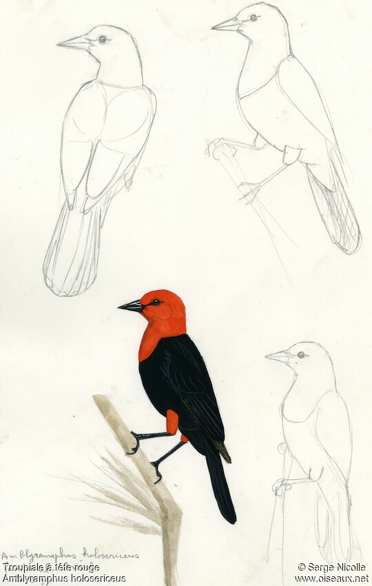 Scarlet-headed Blackbird