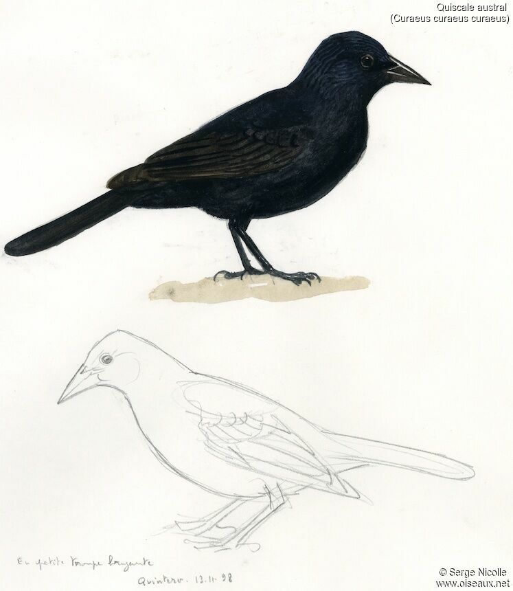 Austral Blackbird