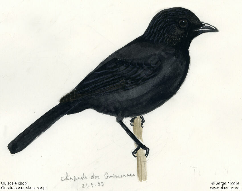 Chopi Blackbird