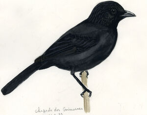 Carouge chopi