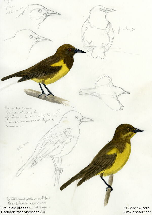 Brown-and-yellow Marshbird