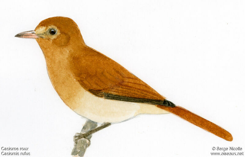 Rufous Casiornis, identification