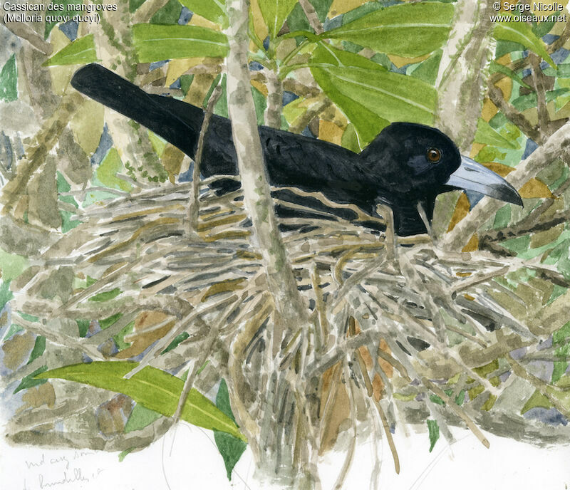 Cassican des mangroves, identification