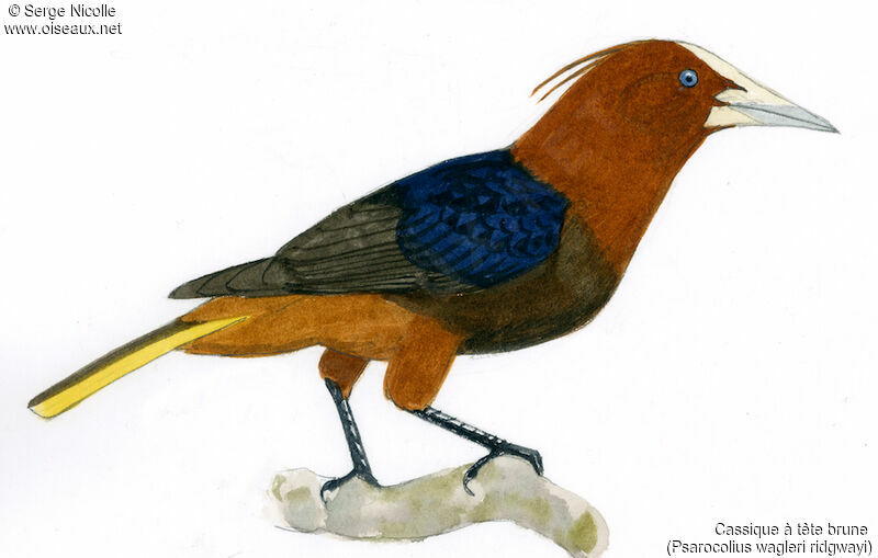 Chestnut-headed Oropendola, identification