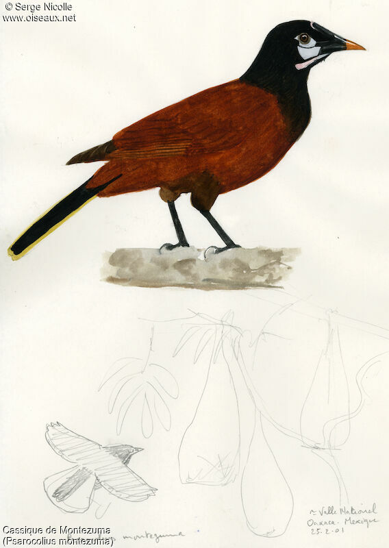 Montezuma Oropendola, identification