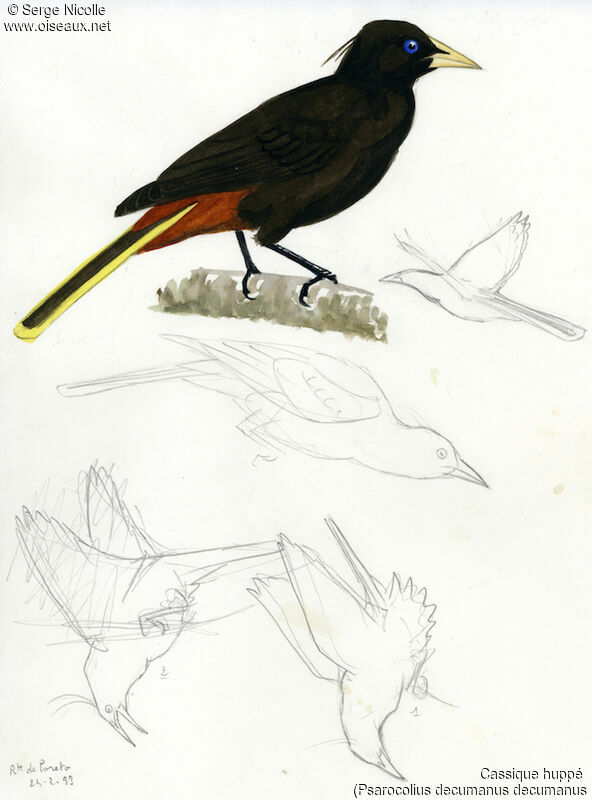 Crested Oropendola, identification