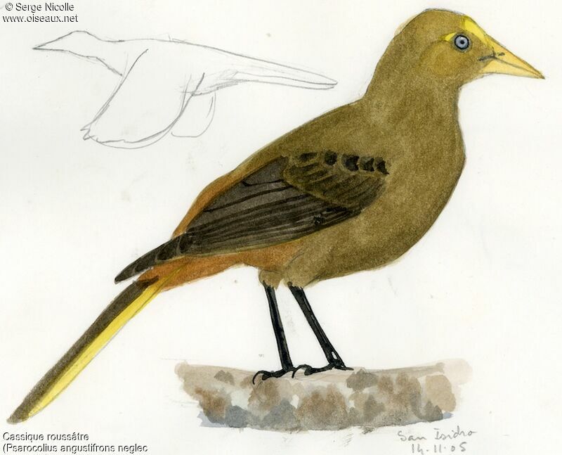 Russet-backed Oropendola, identification