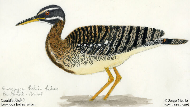 Sunbittern, identification