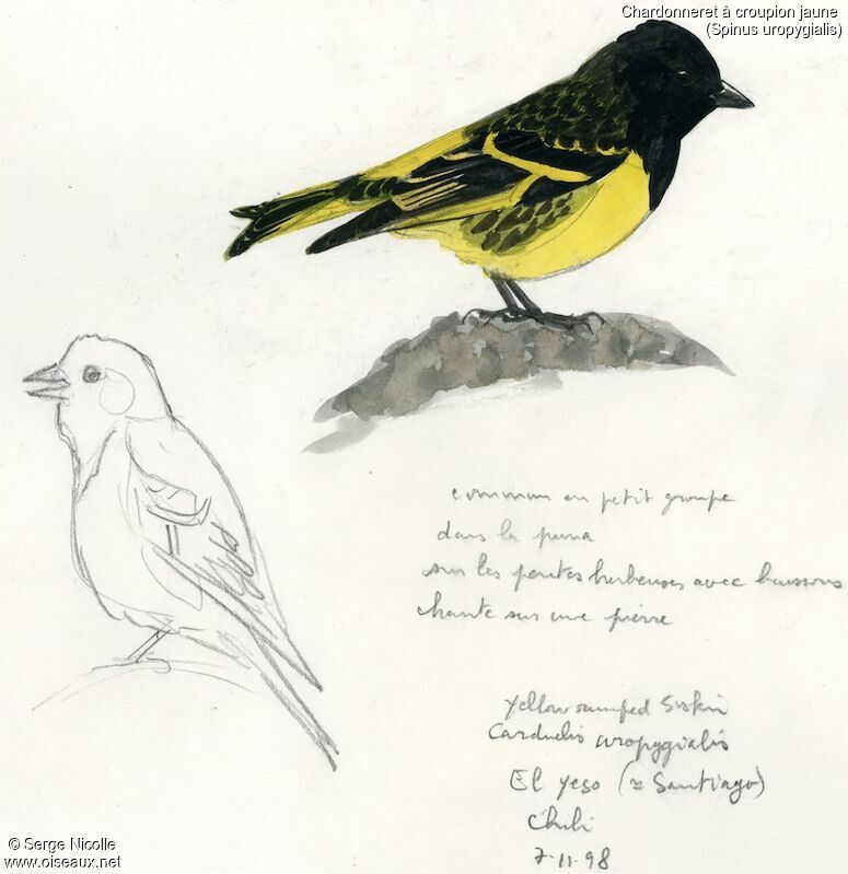 Yellow-rumped Siskin, identification