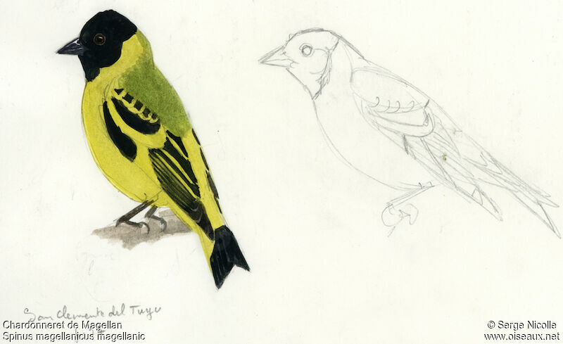 Hooded Siskin, identification