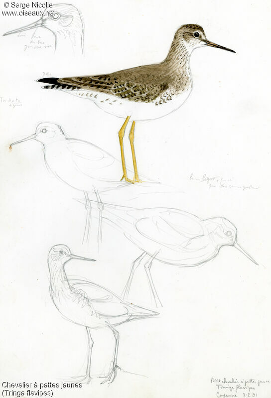 Lesser Yellowlegs, identification