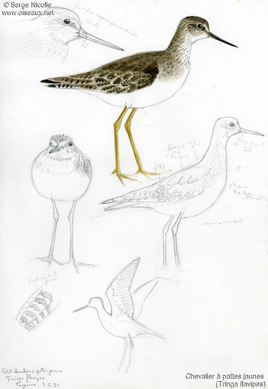 Lesser Yellowlegs, identification